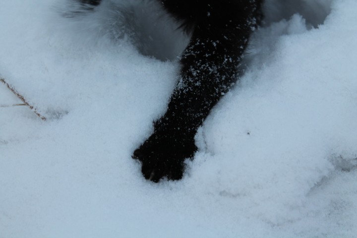 winter walk
