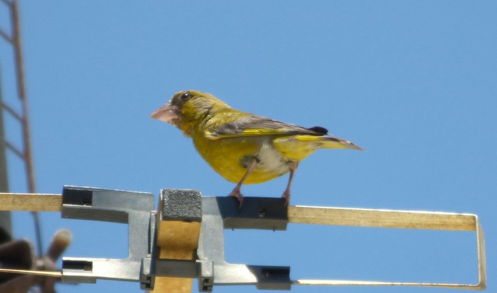 European greenfinch (Chloris chloris)
