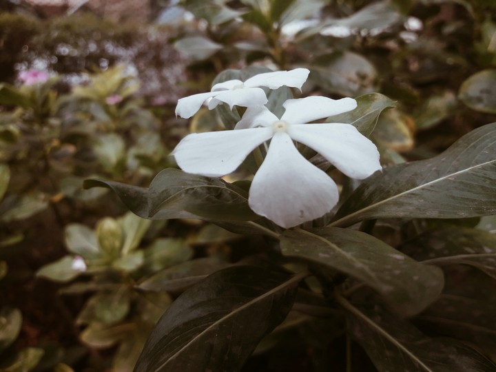 flower