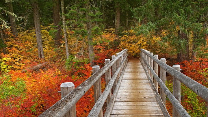 McKenzie River Trail