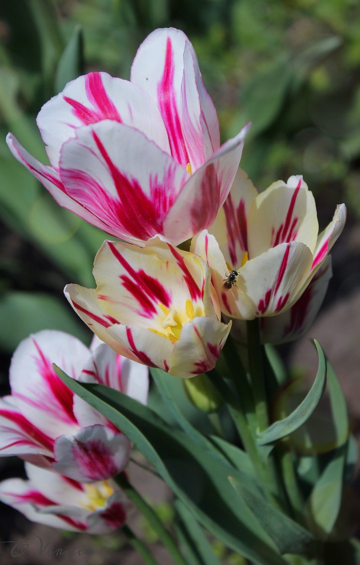 O.V. ❤️ from my garden