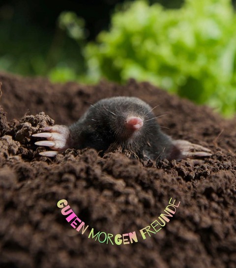 moles, compost桌布
