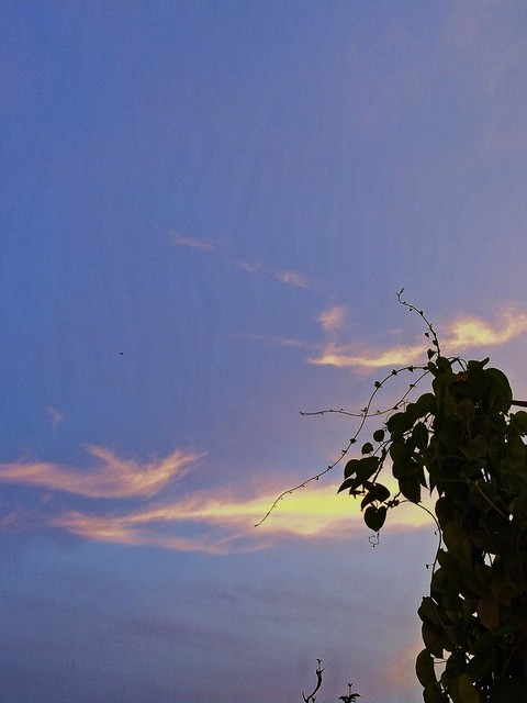nature