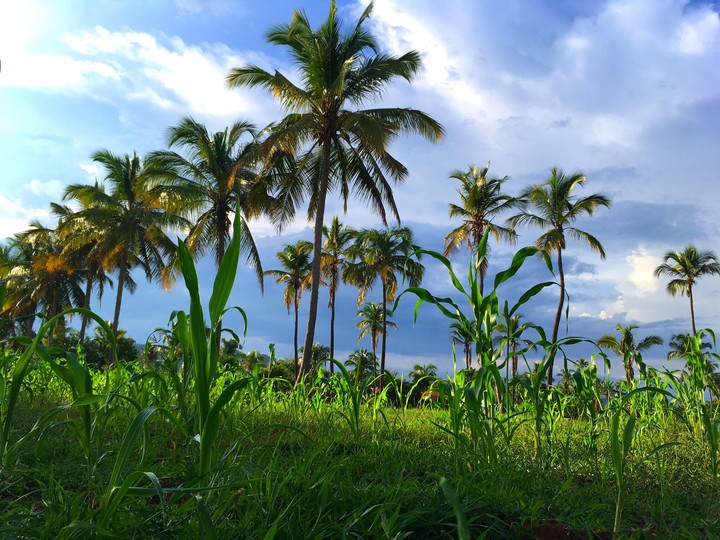 Coconut Tree