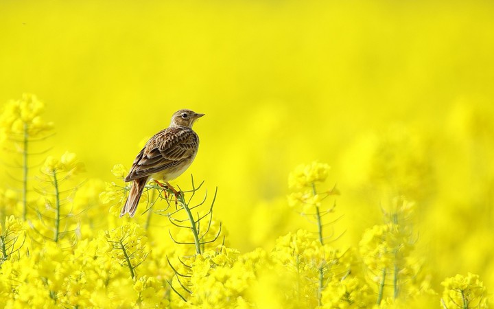 bird
