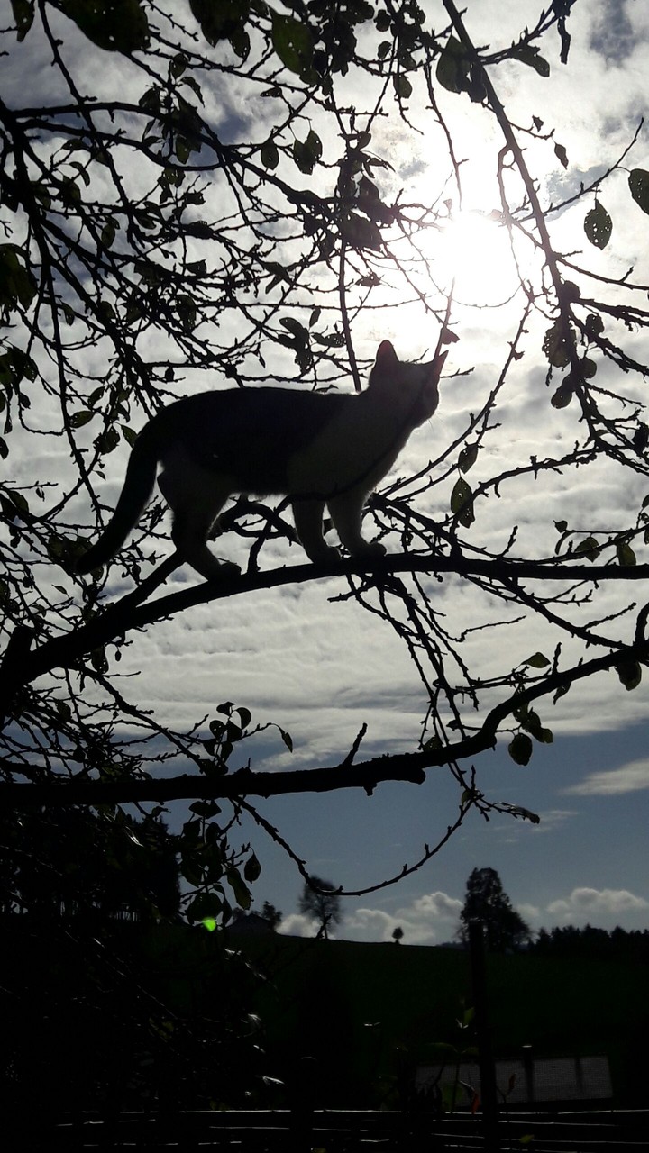 my cat
