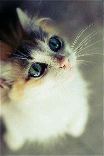 Mt cutie pie