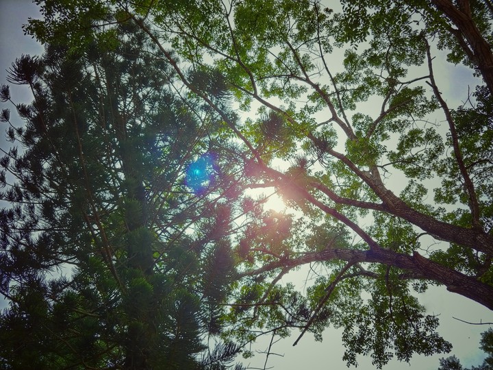 Glow through the leaves