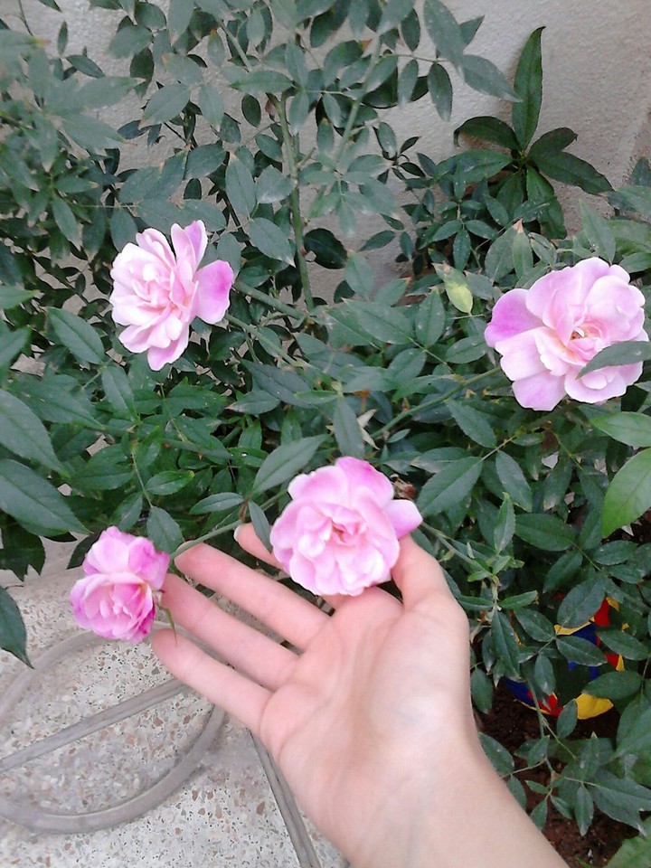 flowers&me