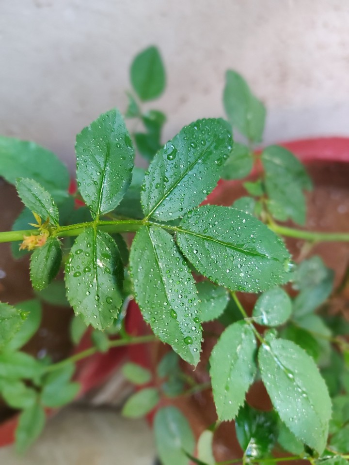 Plants