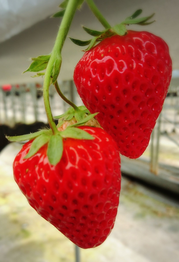苺(strawberry)