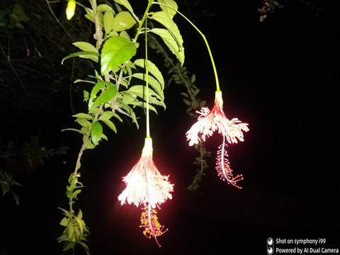 night flower