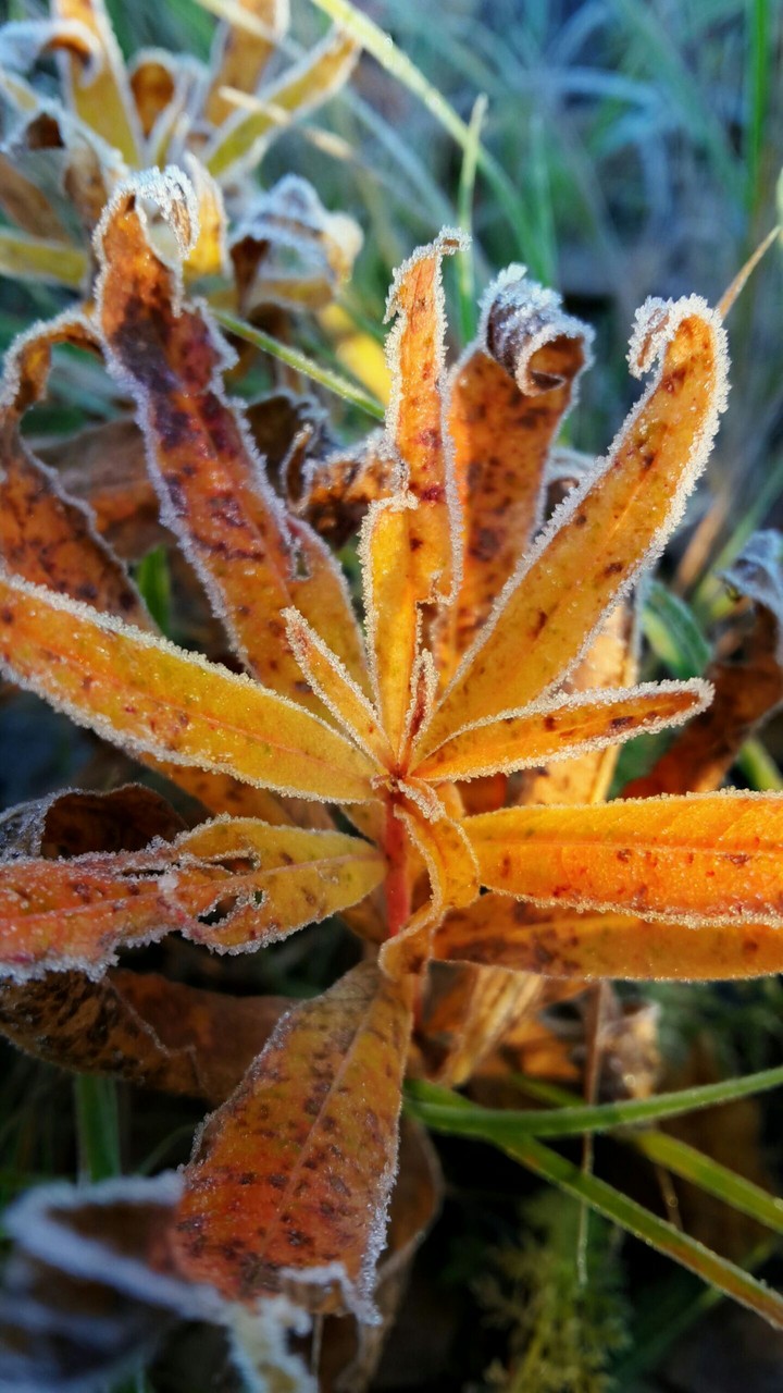 Autumn is coming 