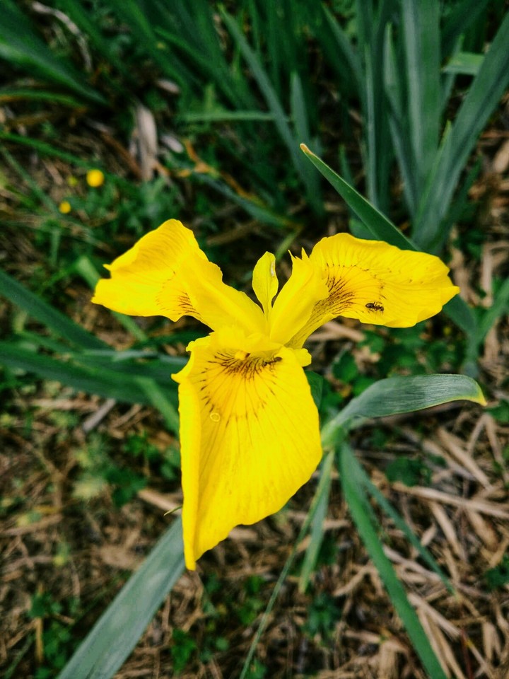 campagna