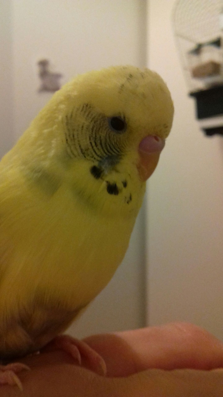 budgie cute