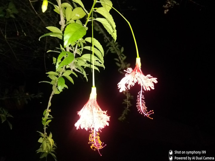 night flower