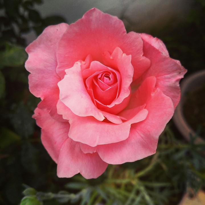 a rose garden