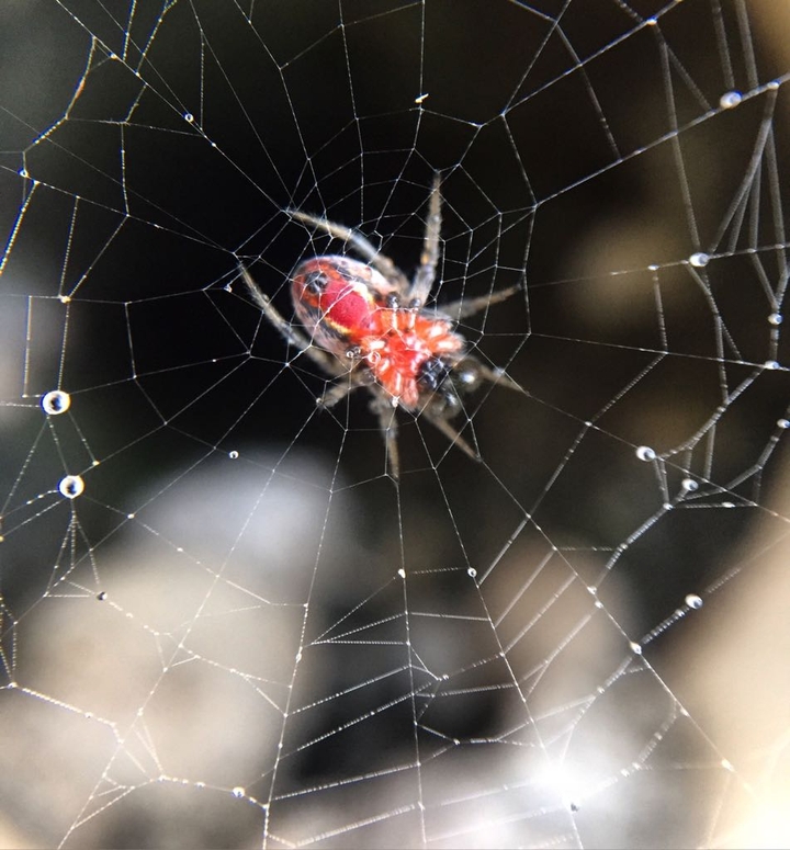 Aranha