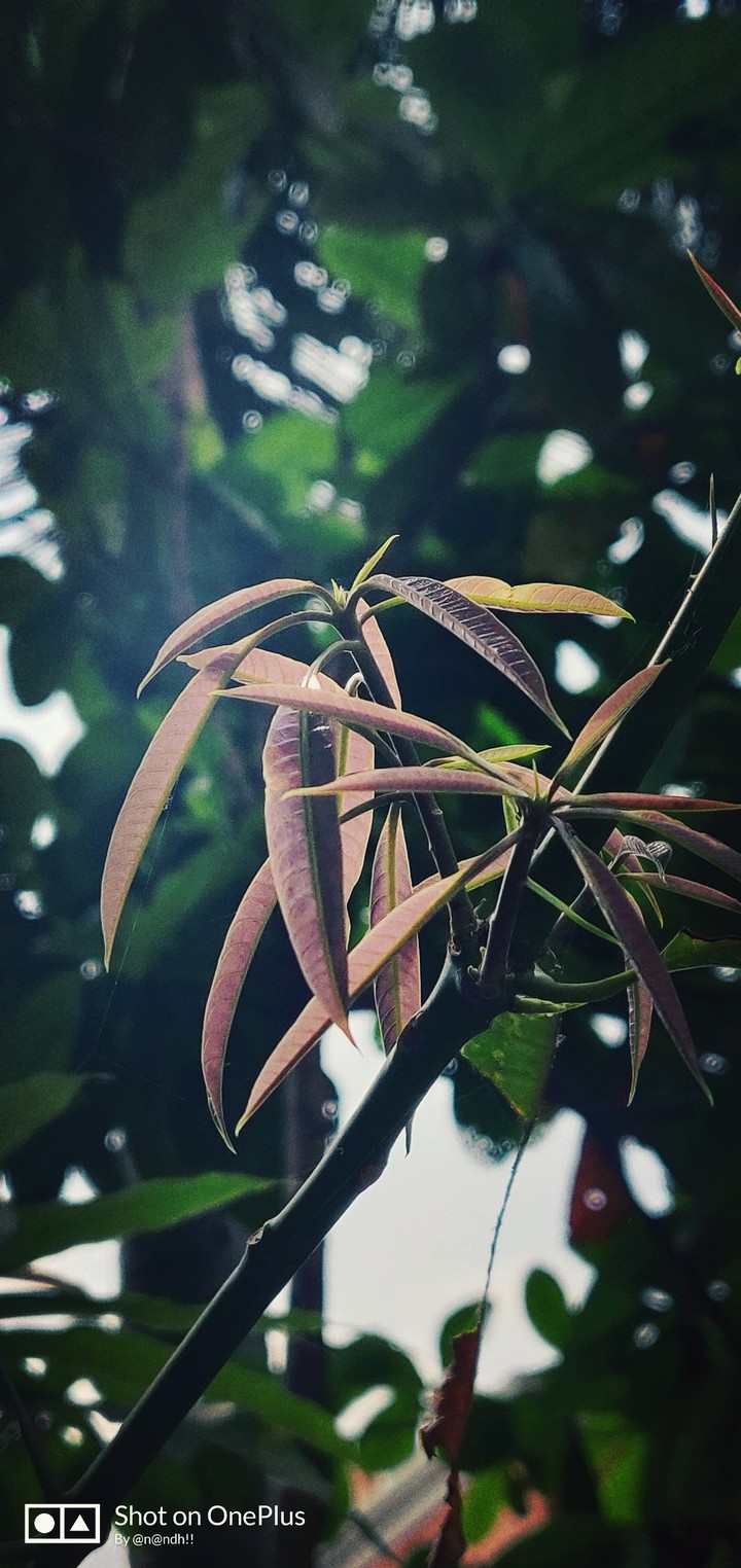 leaf