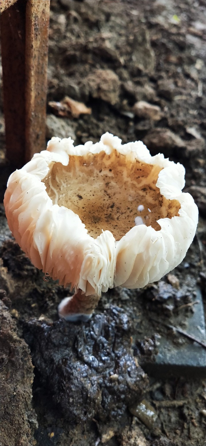 Mushroom