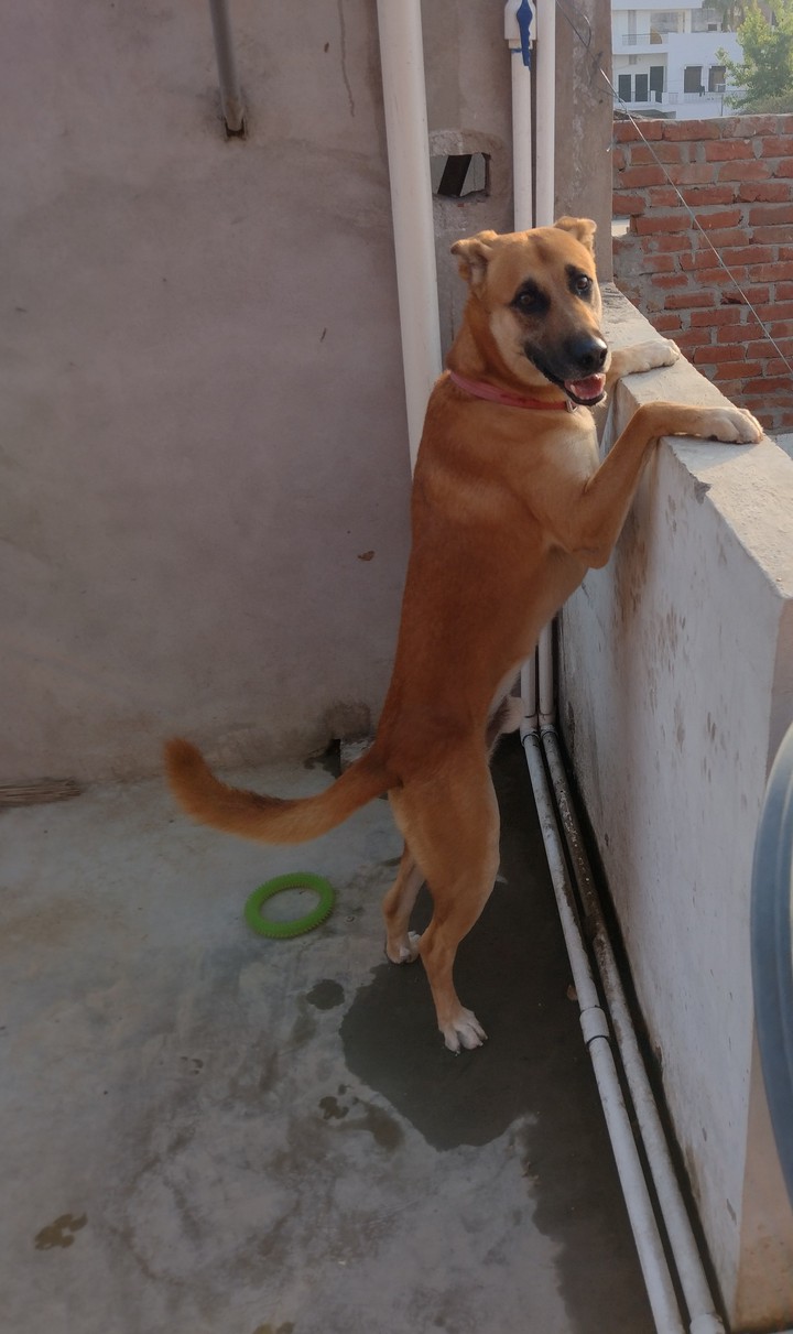 dog