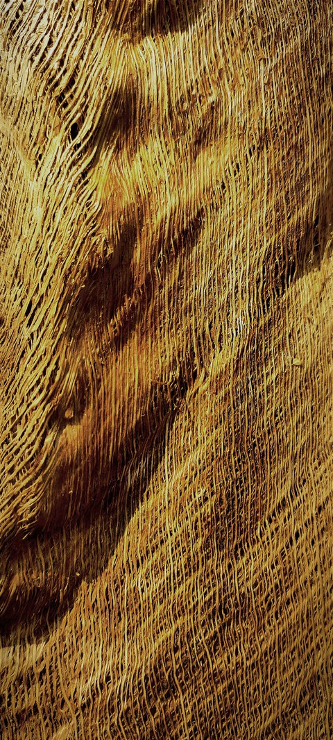 coconut_bark