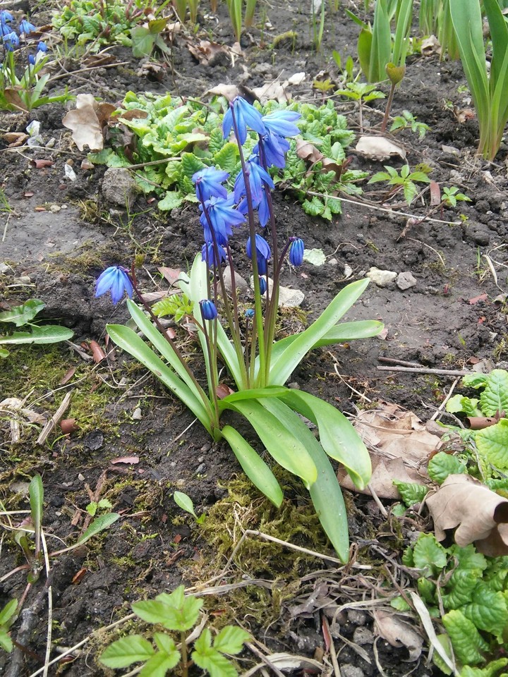 first flowers...