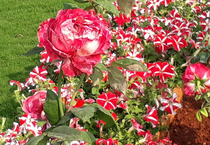 FLOWER