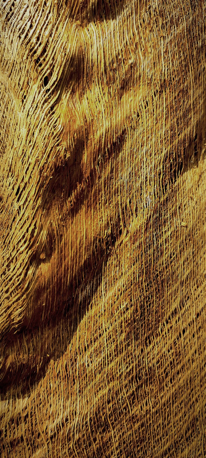 coconut_bark
