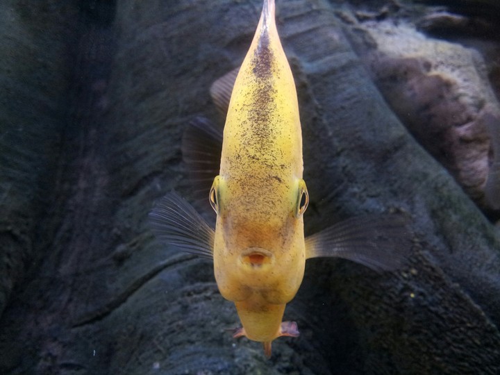 fish