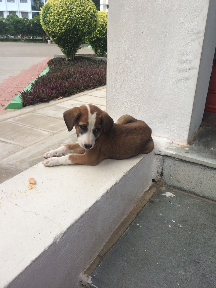 puppy