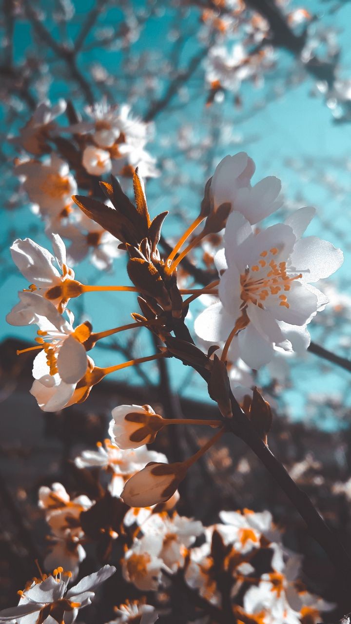White Blossom