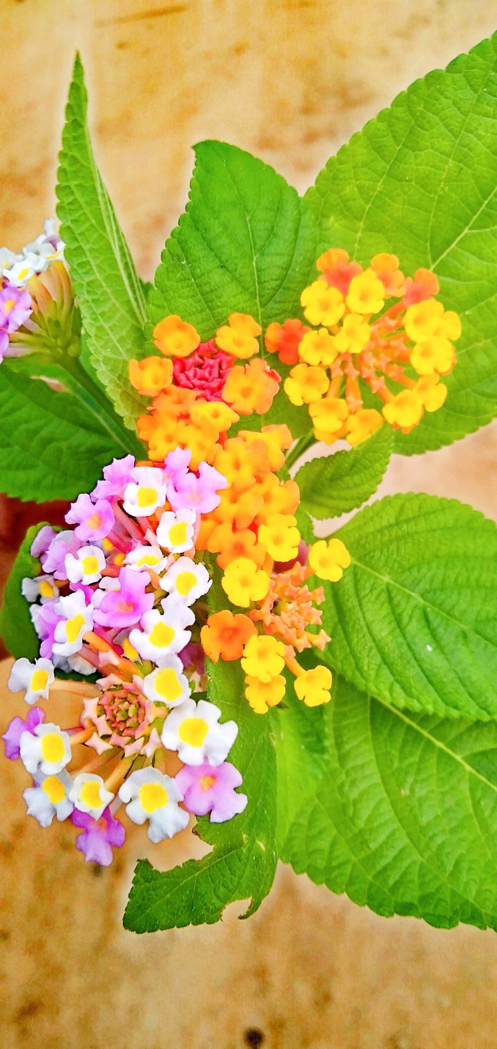 Little flowers