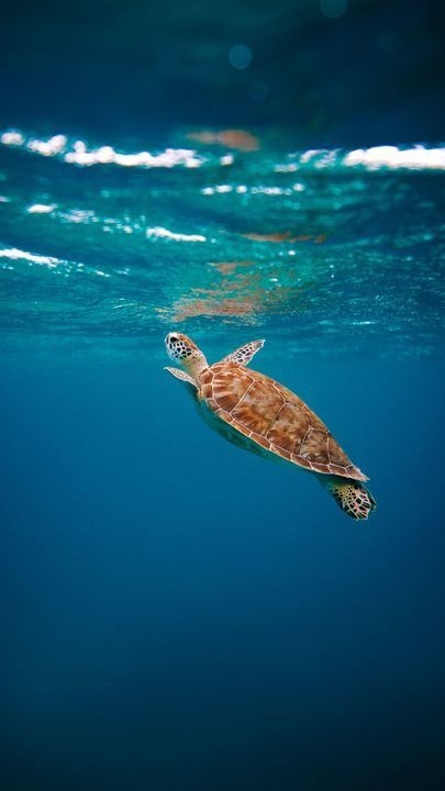 Turtle in the Sea