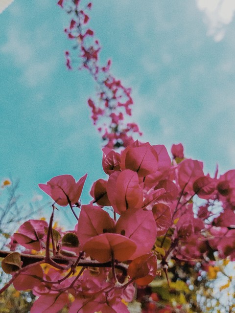 grunge flower...??