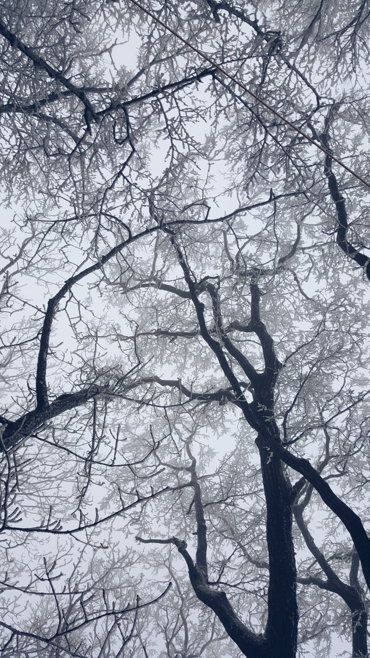 Snow Tree