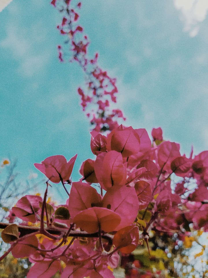 grunge flower...??