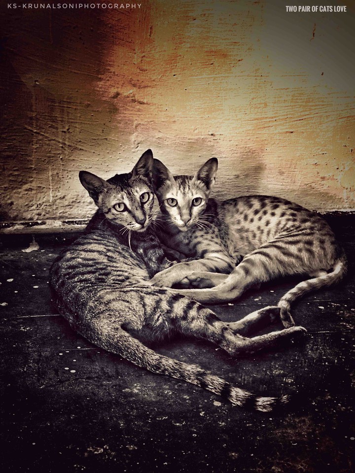 loveble cats