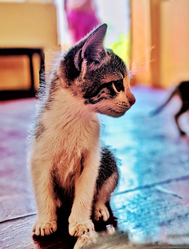 Kitten
