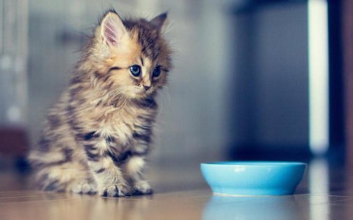 kitty