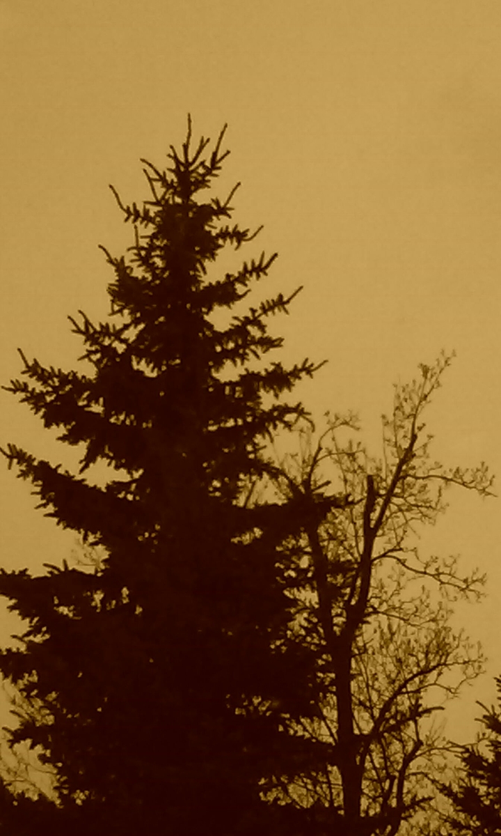 Sepia forest