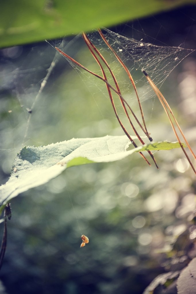 Web in the forest