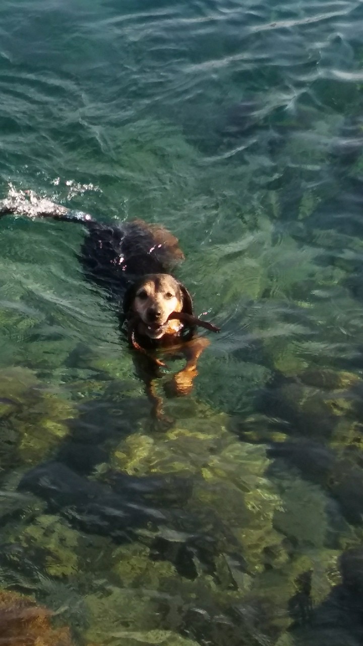 Dog and Adriatic sea