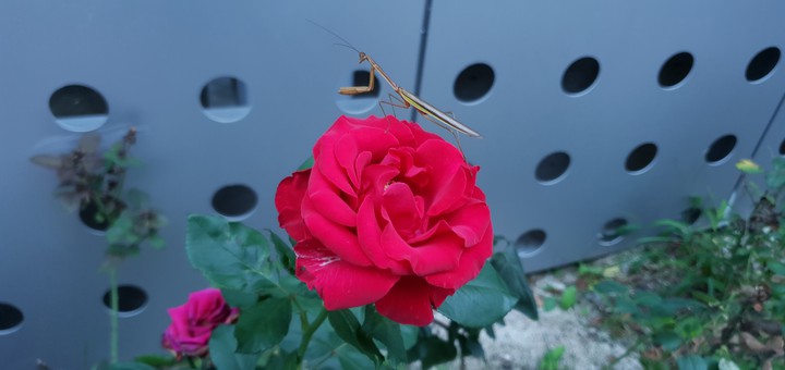 Flower and insect