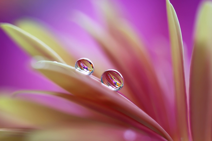 Dew falls from heaven