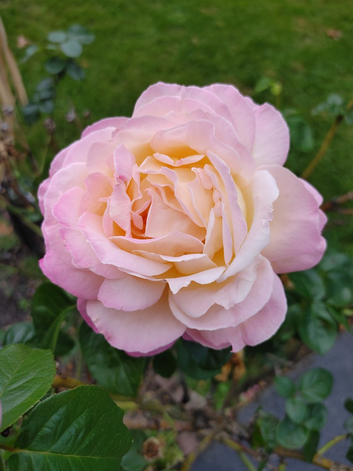 A pink rose from this year's garden