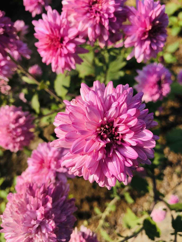 flowers