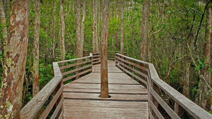 Corkscrew Swamp Sanctuary