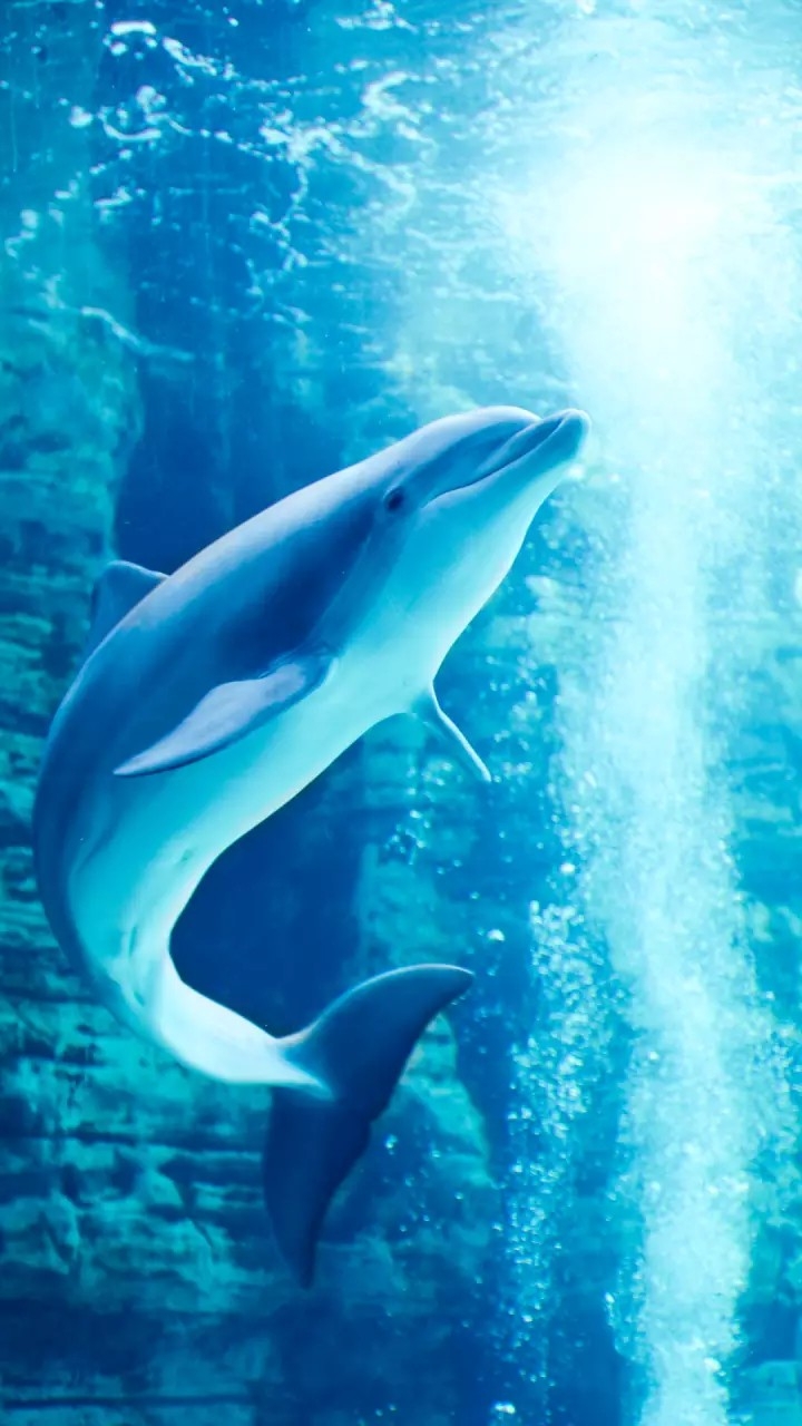 Dolphin.... ❤️