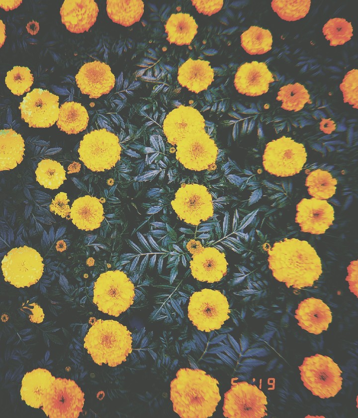 · c o v e r e d   i n   f l o w e r s ·
